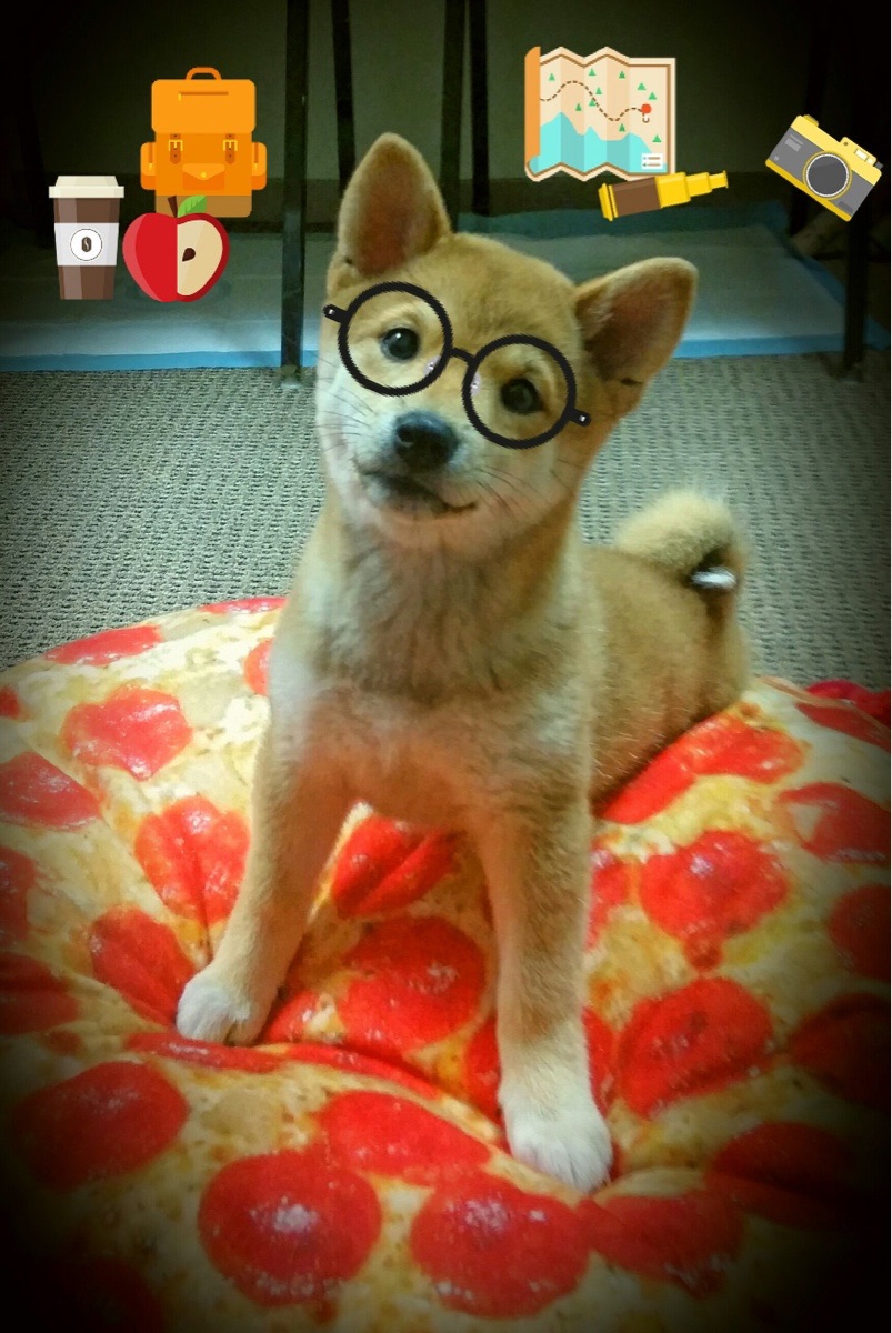 颠覆与宣言，瑞典队3-0碾压中国队，张本智和11-2关键局制胜震撼乒坛