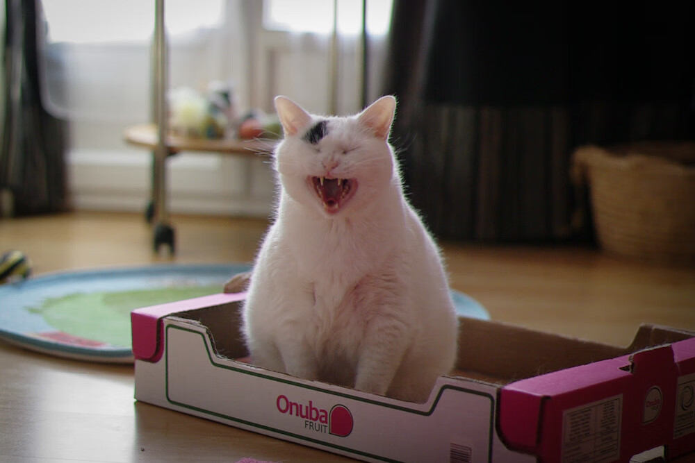 足球之夜，摩洛哥横扫波兰，莫德里奇书写新历史