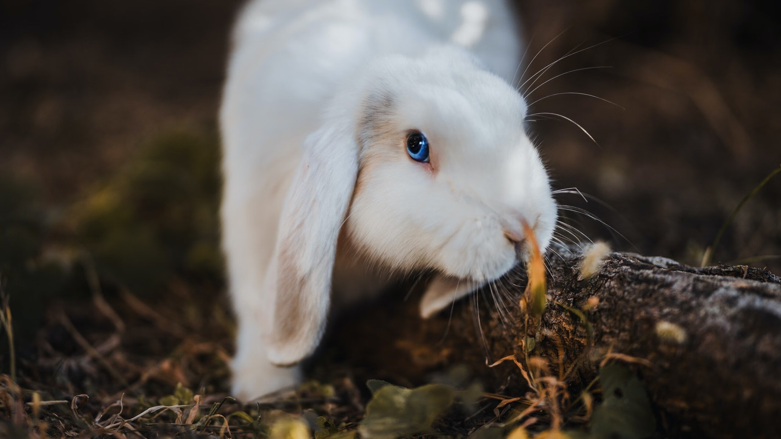 爱游戏入口-铁手穿网，心脏在跳，当绝杀哨响时，布伦森正擦燃下一根火柴