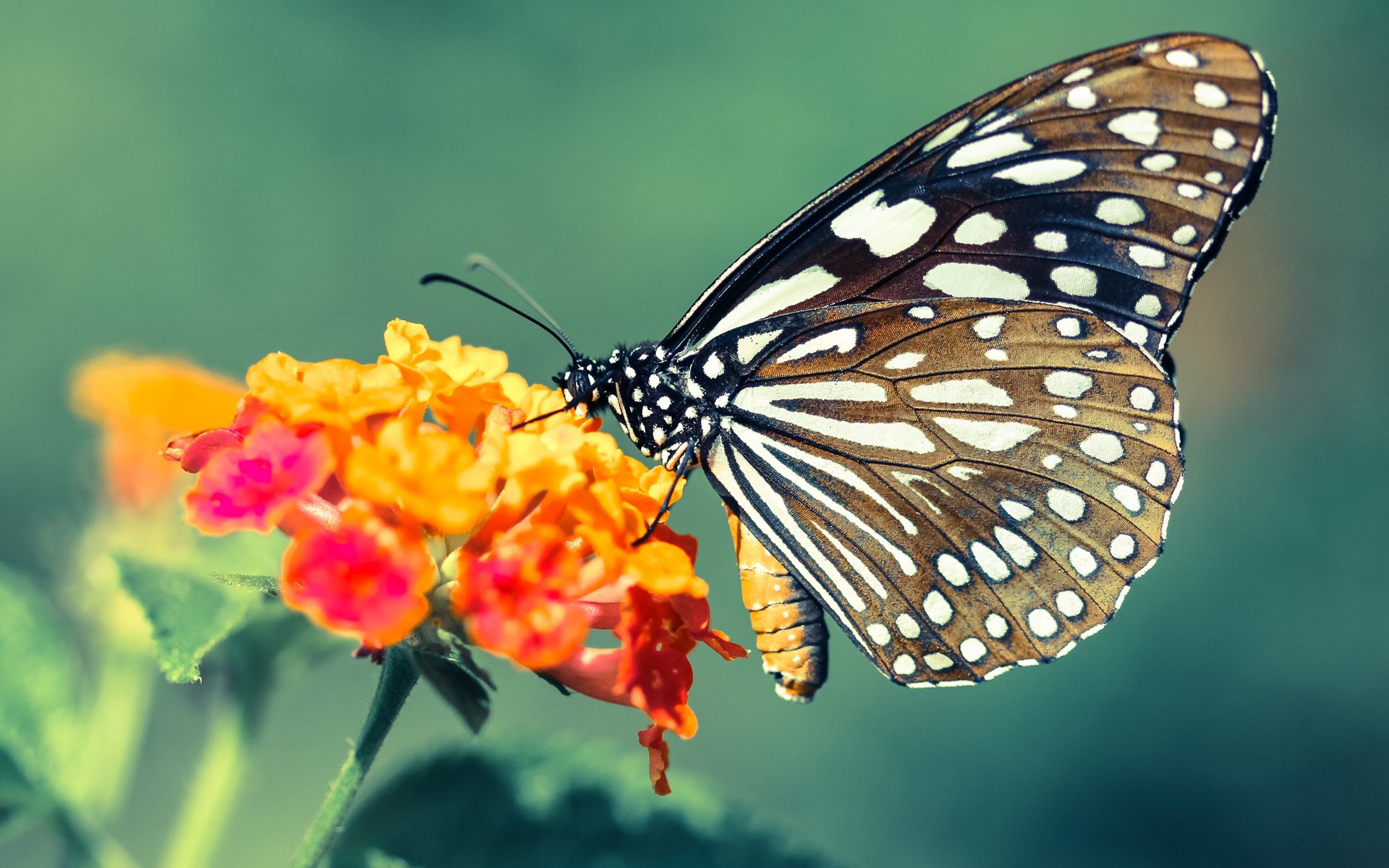 掌控之战,福登刷新纪录与加纳如何用节奏掌控阿根廷