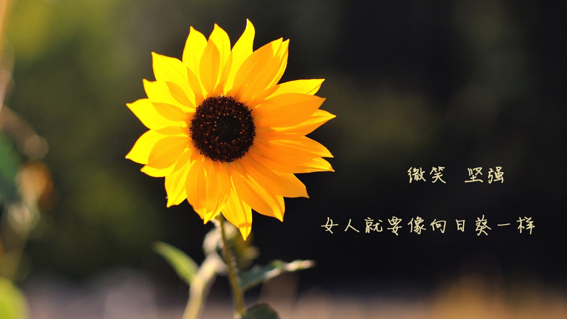 73分盛宴难敌铁血洪流,当独角兽的华丽倒映着战争机器的影子