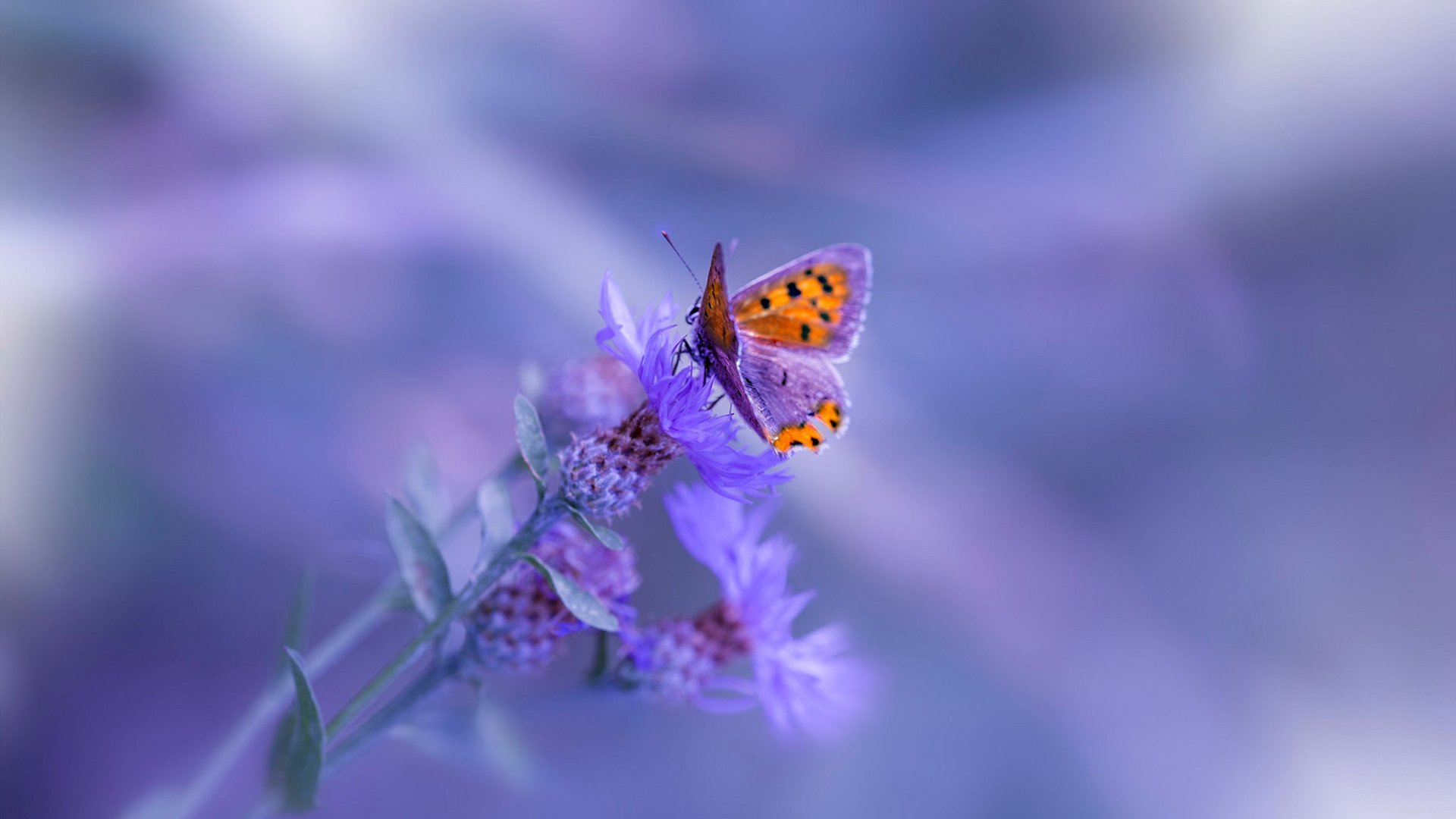 霍勒迪冰火之刃出鞘!深圳对决骑士上演攻防激辩