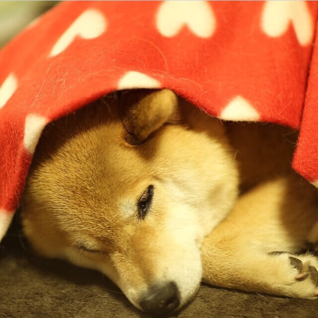 黄色潜水艇掀翻航母!哈弗茨关键两击扼杀巴黎