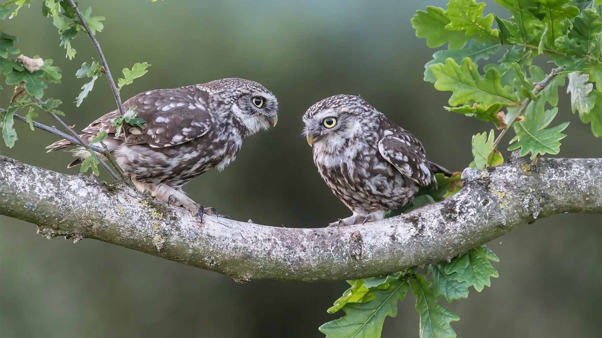 爱游戏下载-小个子巨人坎特，当荷兰的绝杀遇上足球的悖论
