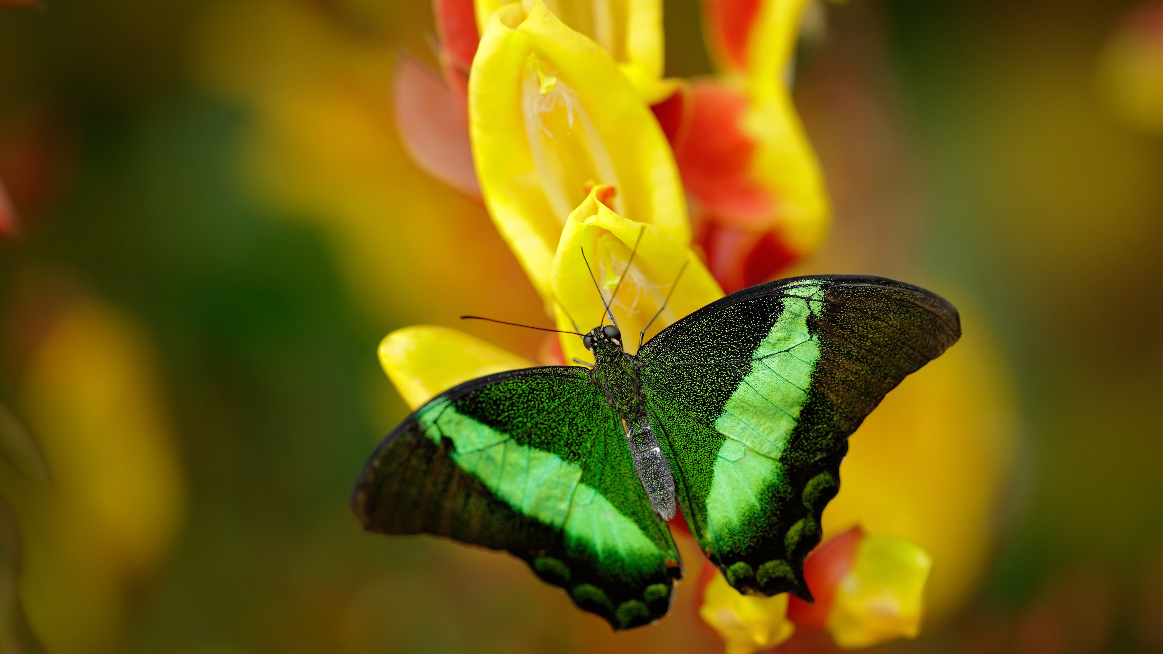 爱游戏在线-逆袭与独舞，当独行侠布伦森用孤勇掀翻浙江团队长城