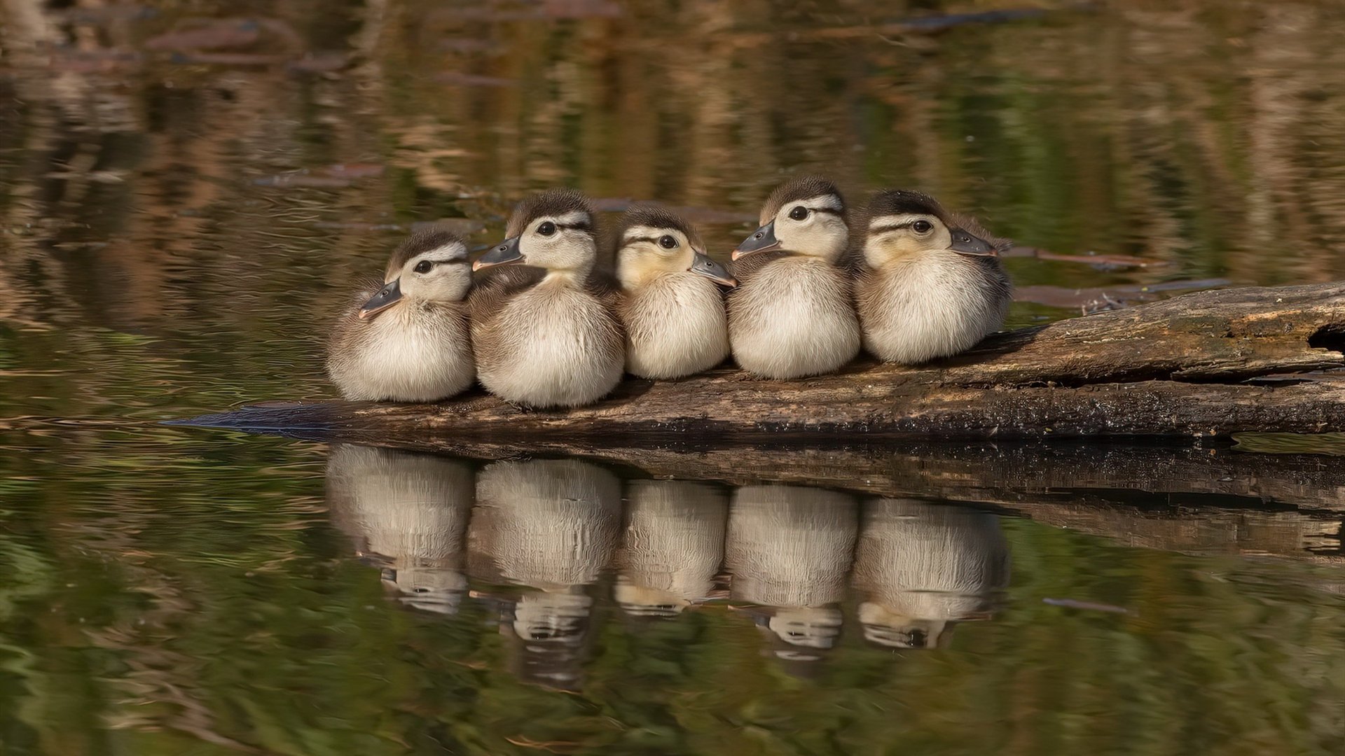 角球区里的数学家，当德里赫特的杀伤方程式遭遇切尔西的智利节奏