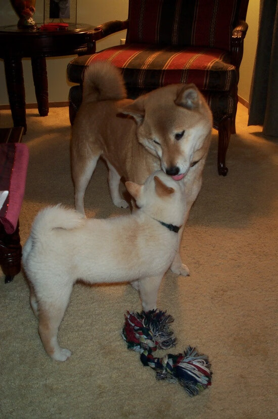 爱游戏体育-暗夜魔术师，一场在钢铁丛林中的优雅猎杀