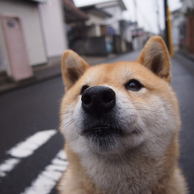 爱游戏下载-哈登的全球征服，从NBA季后赛到美加墨世界杯的统治传奇