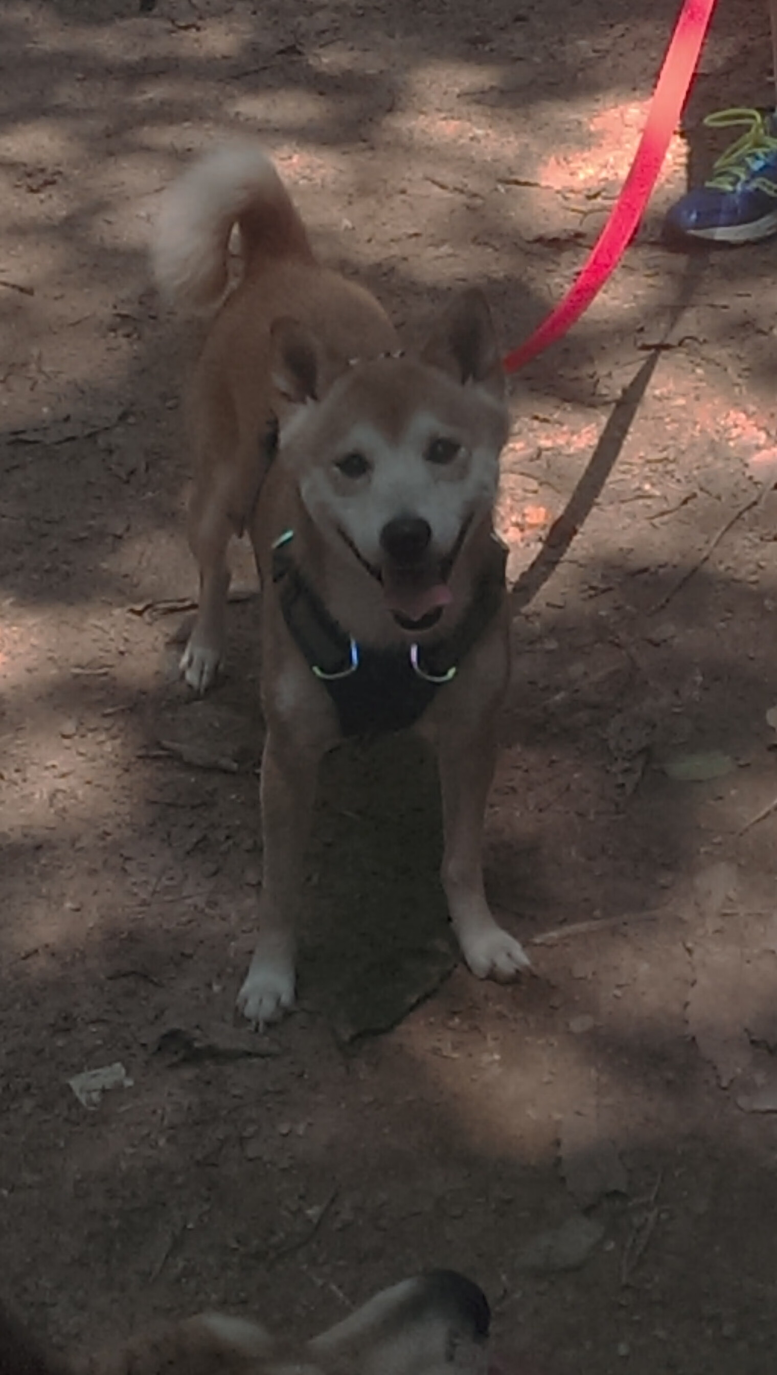 红龙南征，威尔士的铁骑踏碎罗马城墙，阿拉巴的利刃在鲜血中舞蹈