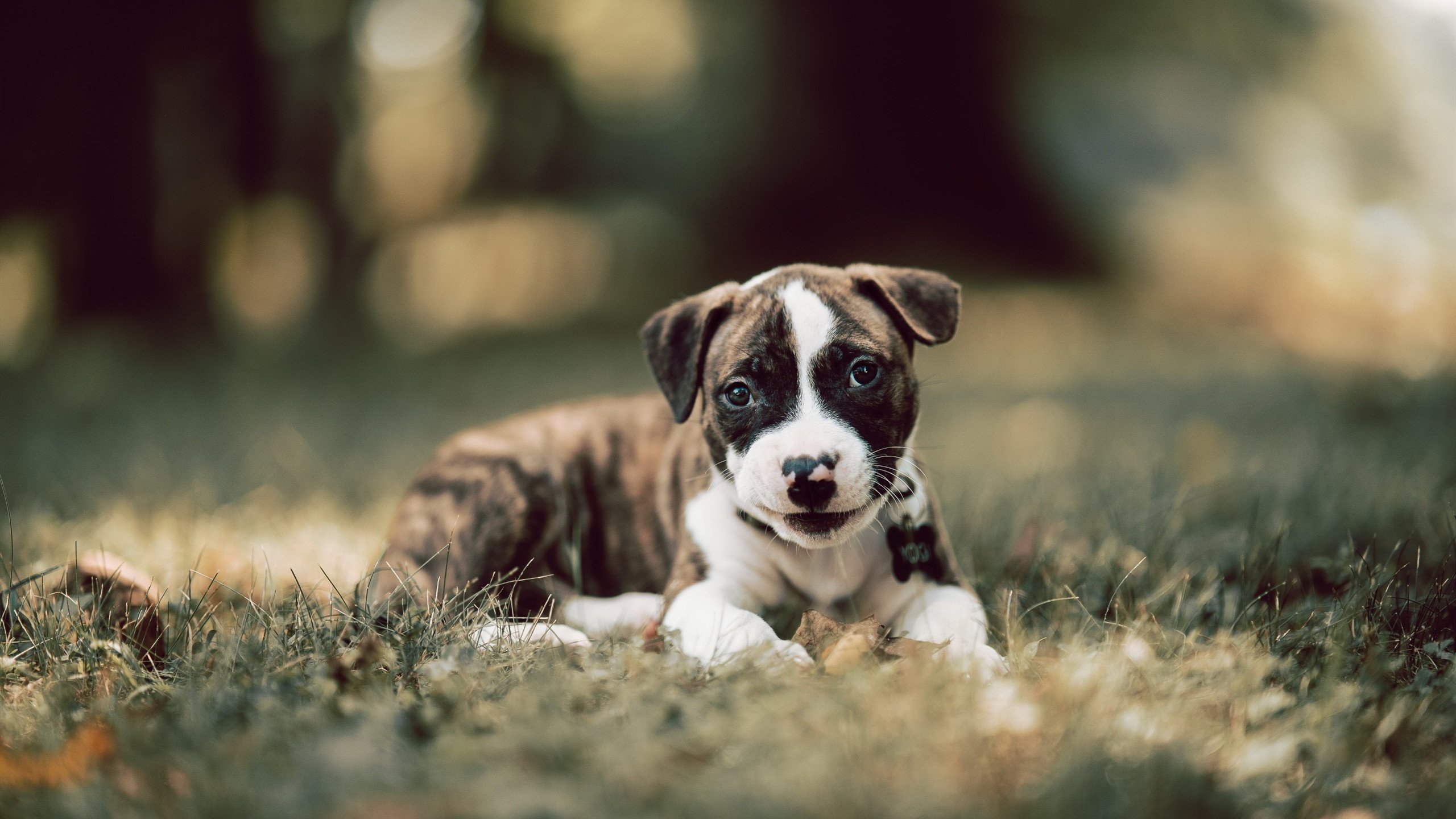 瞬间的暴走与永恒的接管，当绝境淬炼出神明