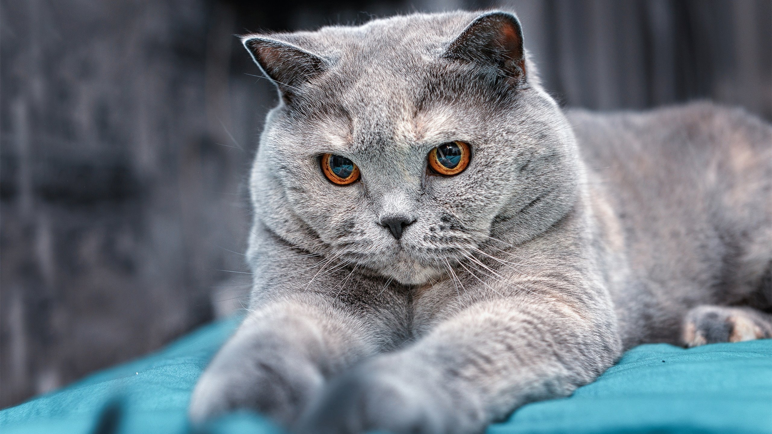 爆冷!新疆队战术上演完美风暴,全面压制火箭,锡安节奏遭完全掌控