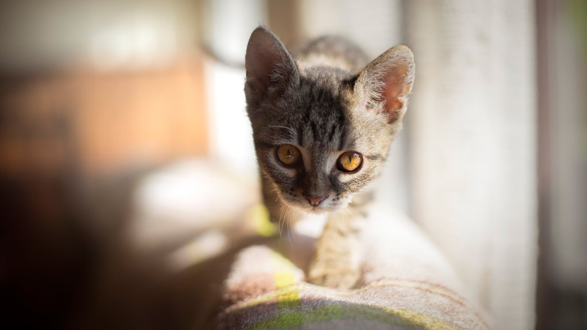 沙漠之夜的宿命重演，卡塔尔2026世界杯奇迹背后的钢铁防线