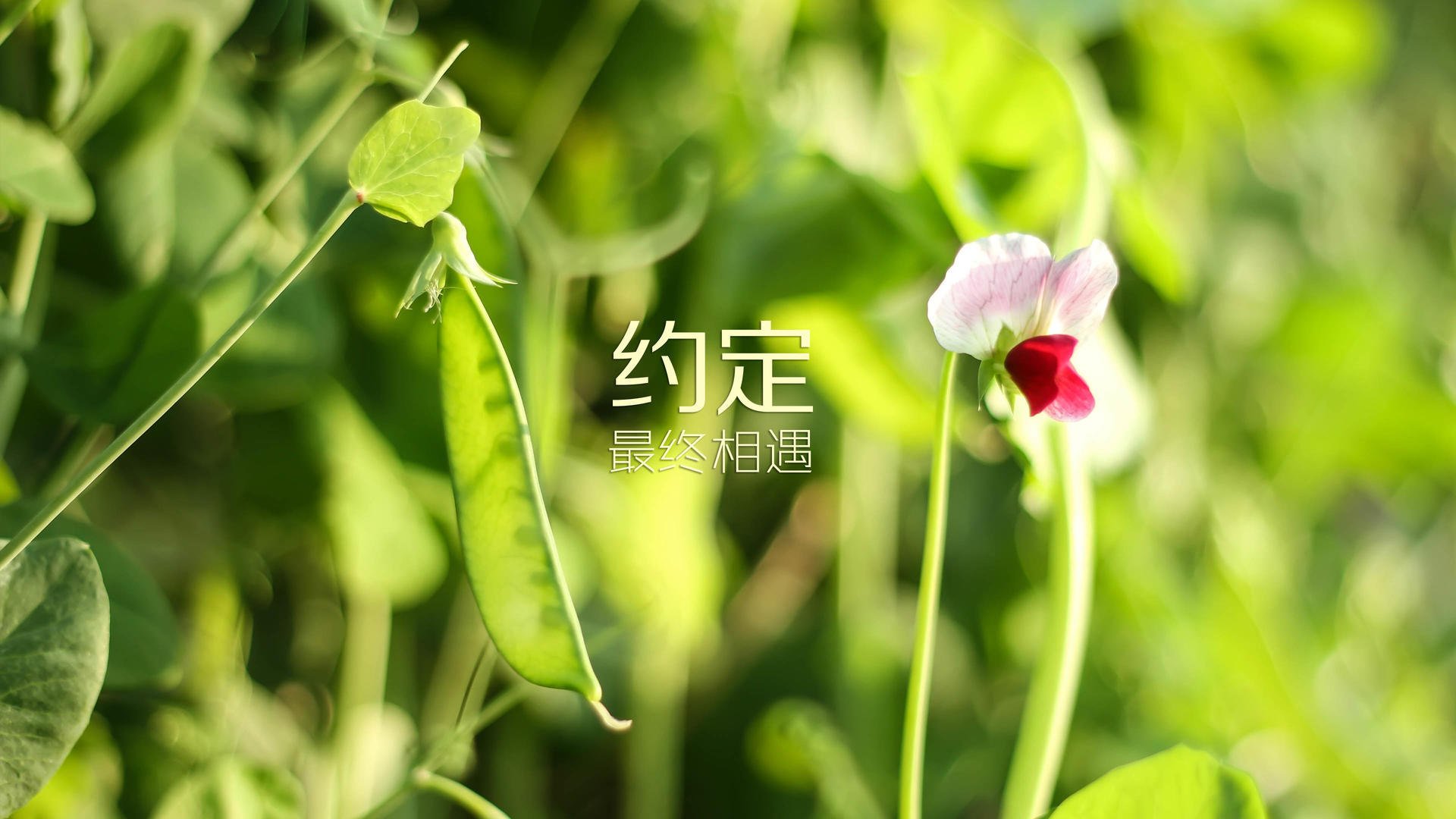 沙漠与山峦的角力,当内马尔的光芒刺破德黑兰之夜—2026世界杯H组那场改写命运的逆转